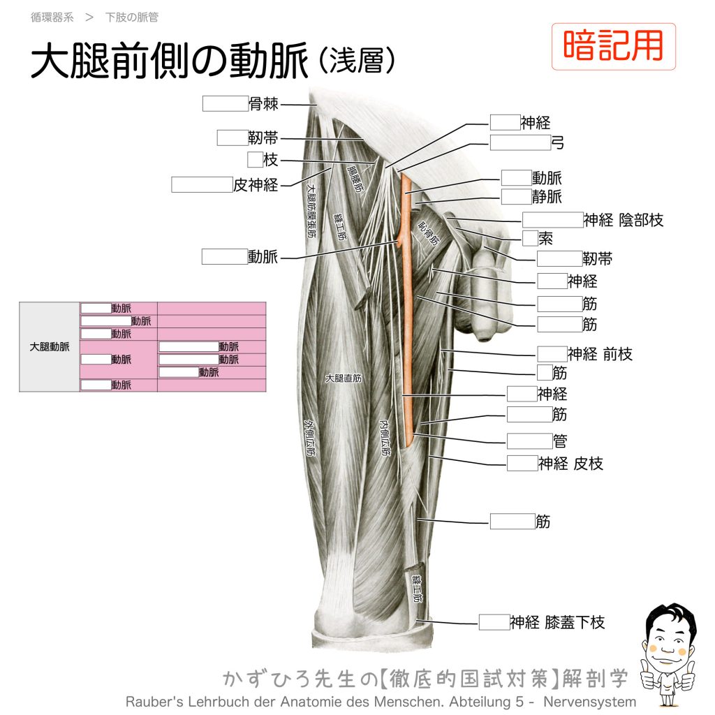 大腿部の動脈大腿動脈大腿深動脈と膝窩動脈 徹底的解剖学かずひろ先生 解剖学