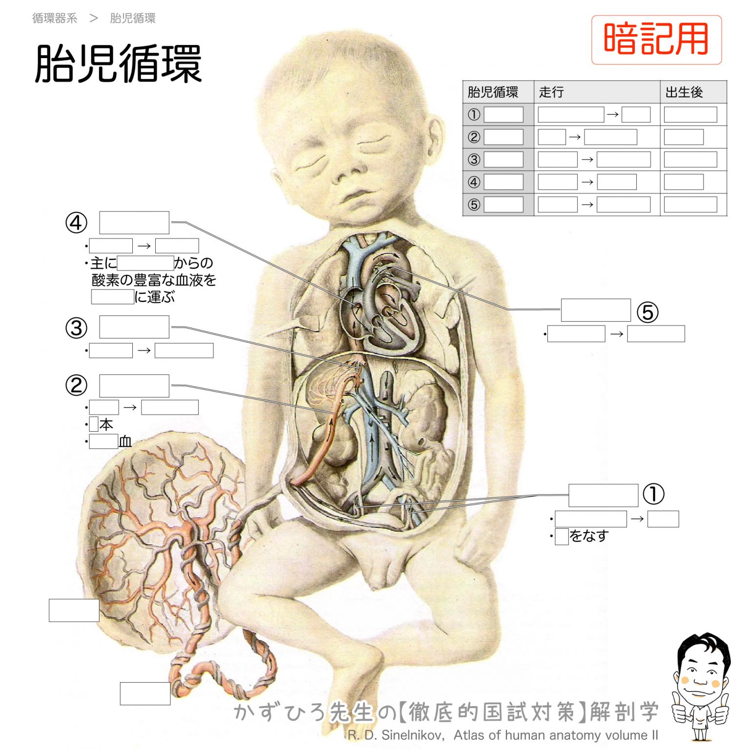 胎児循環の一覧 | 徹底的解剖学