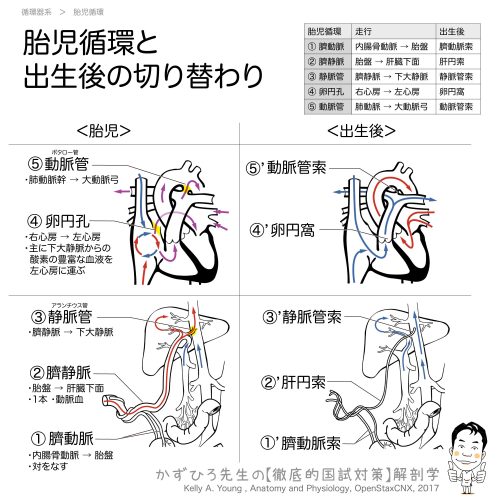 胎児循環と出生後の切り替わり 徹底的解剖学（かずひろ先生 解剖学）