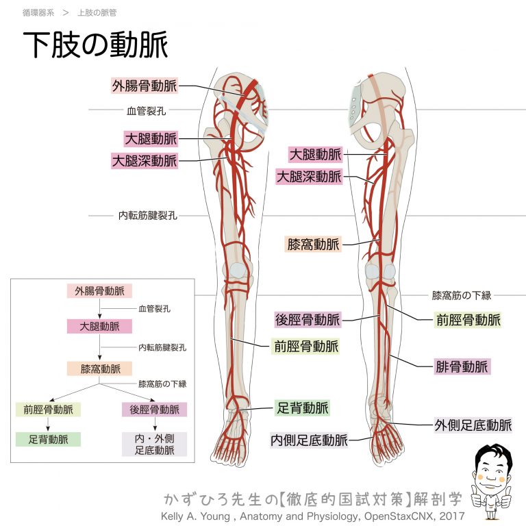 下肢の動脈 チャート | 徹底的解剖学