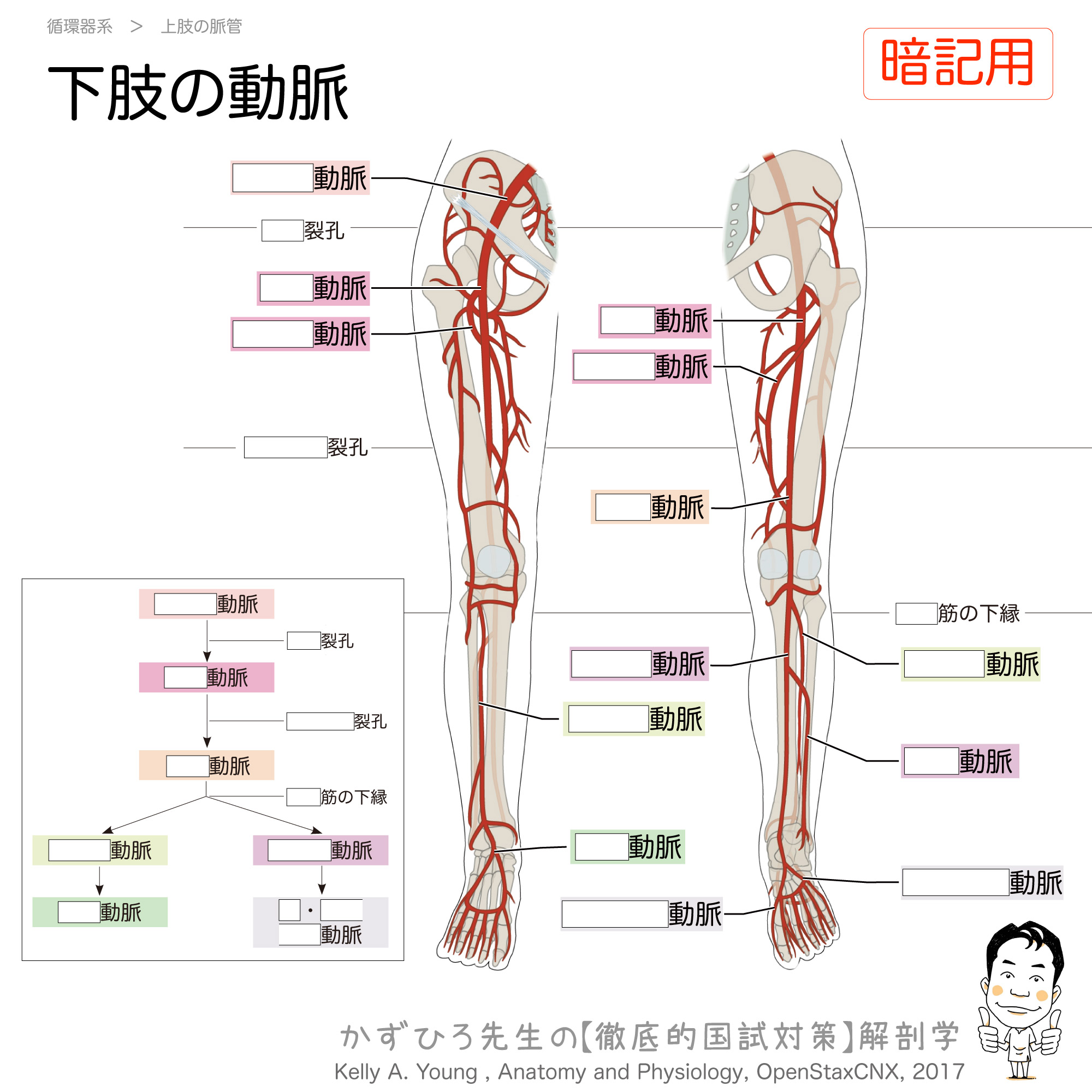 下腿の解剖学