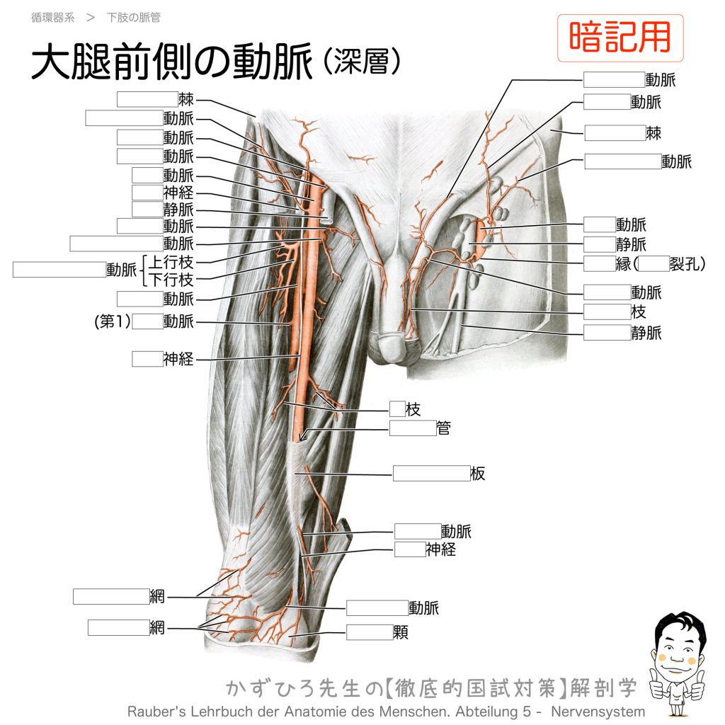 大腿部の動脈（大腿動脈・大腿深動脈と膝窩動脈） | 徹底的解剖学